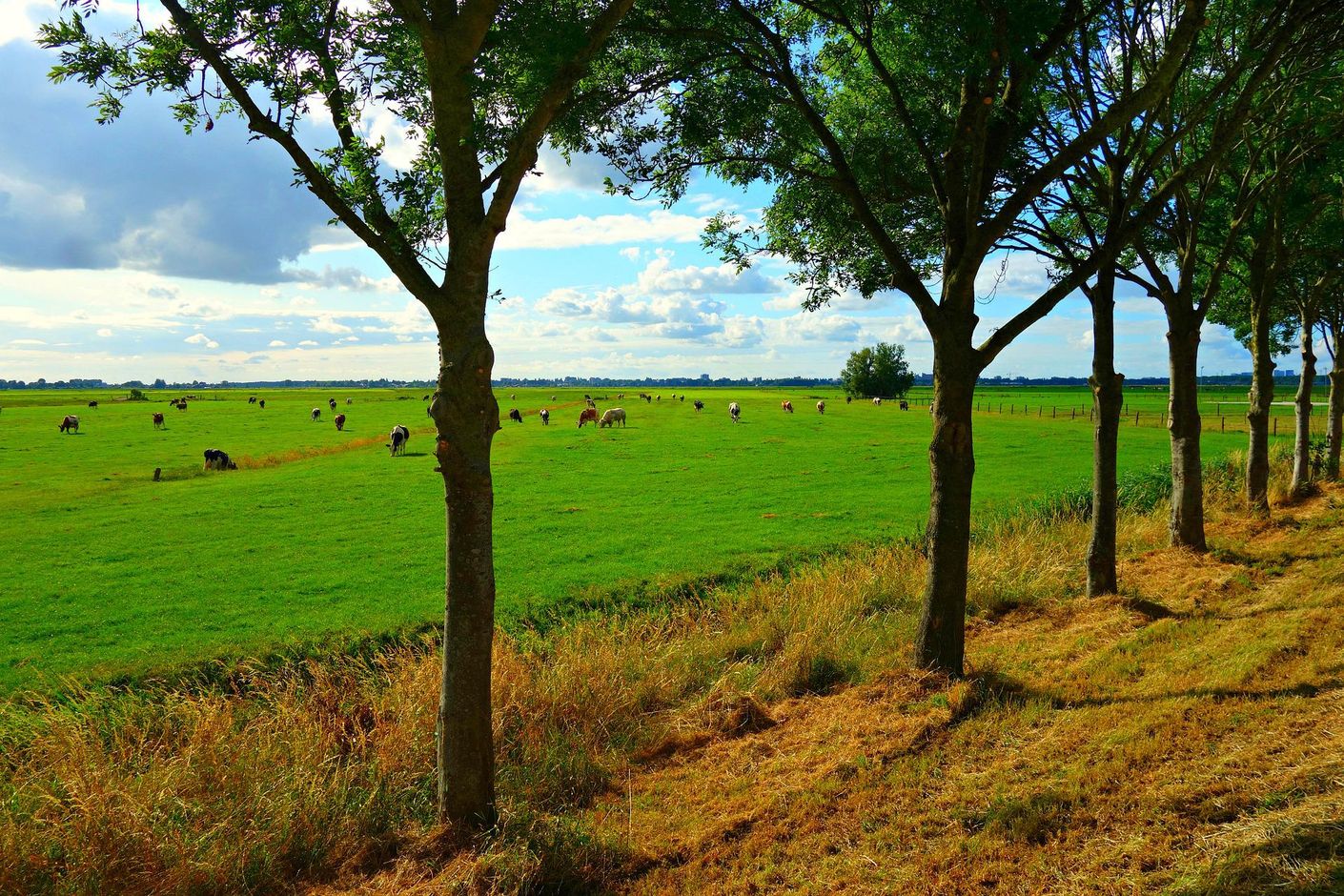Fietsen in het westen van Nederland